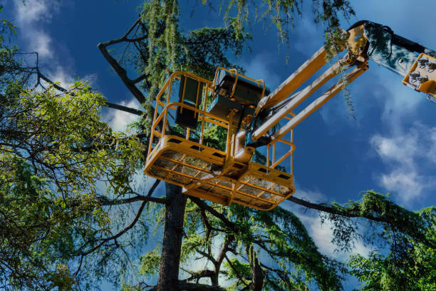 Sappington, MO  Tree Services Company