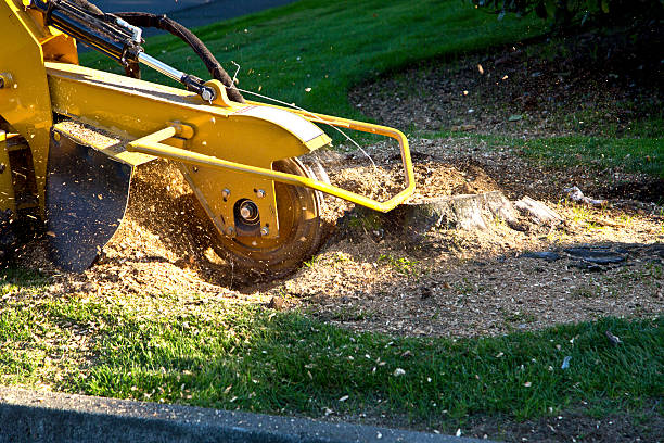 Best Root Management and Removal  in Sappington, MO