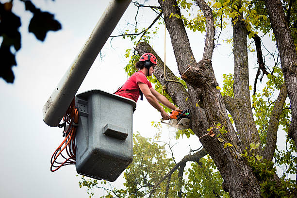 Why Choose Our Tree Removal Services in Sappington, MO?