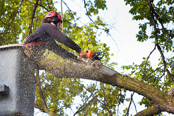 Best Weed Control  in Sappington, MO